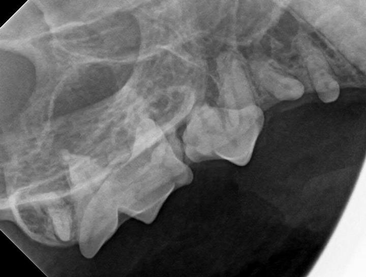Dental Digital Radiology Cat Dental Xray